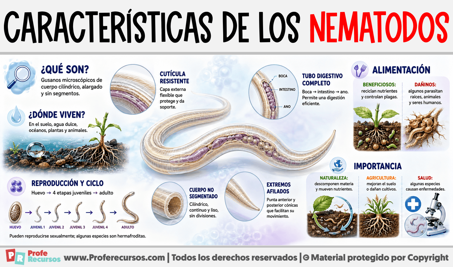 Características de los Nematodos Infografia sobre Características de los Nematodos