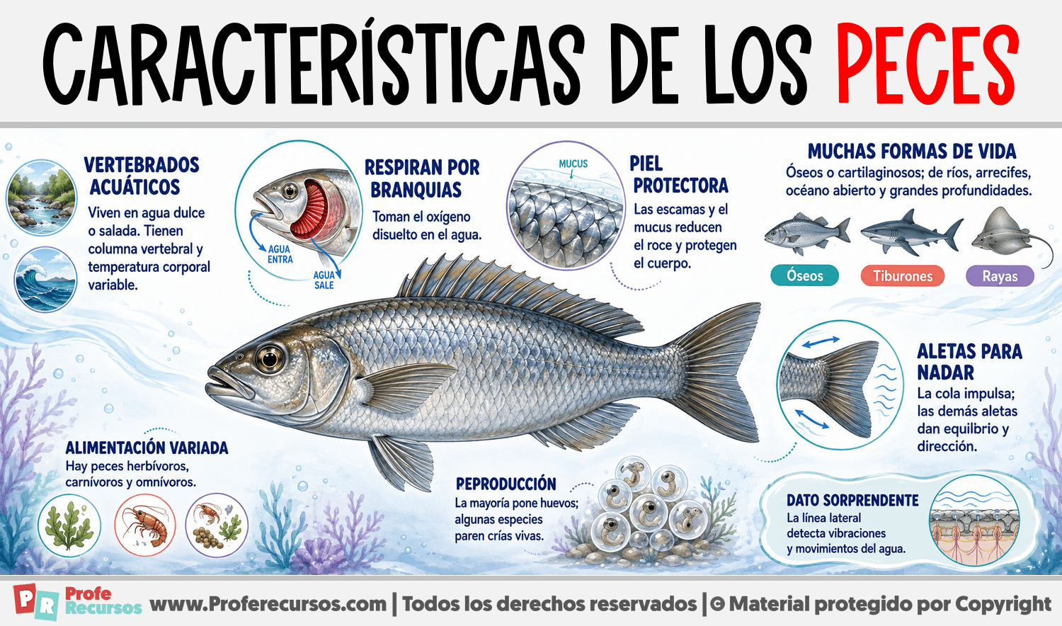Características de los Peces Infografia sobre Características de los Peces