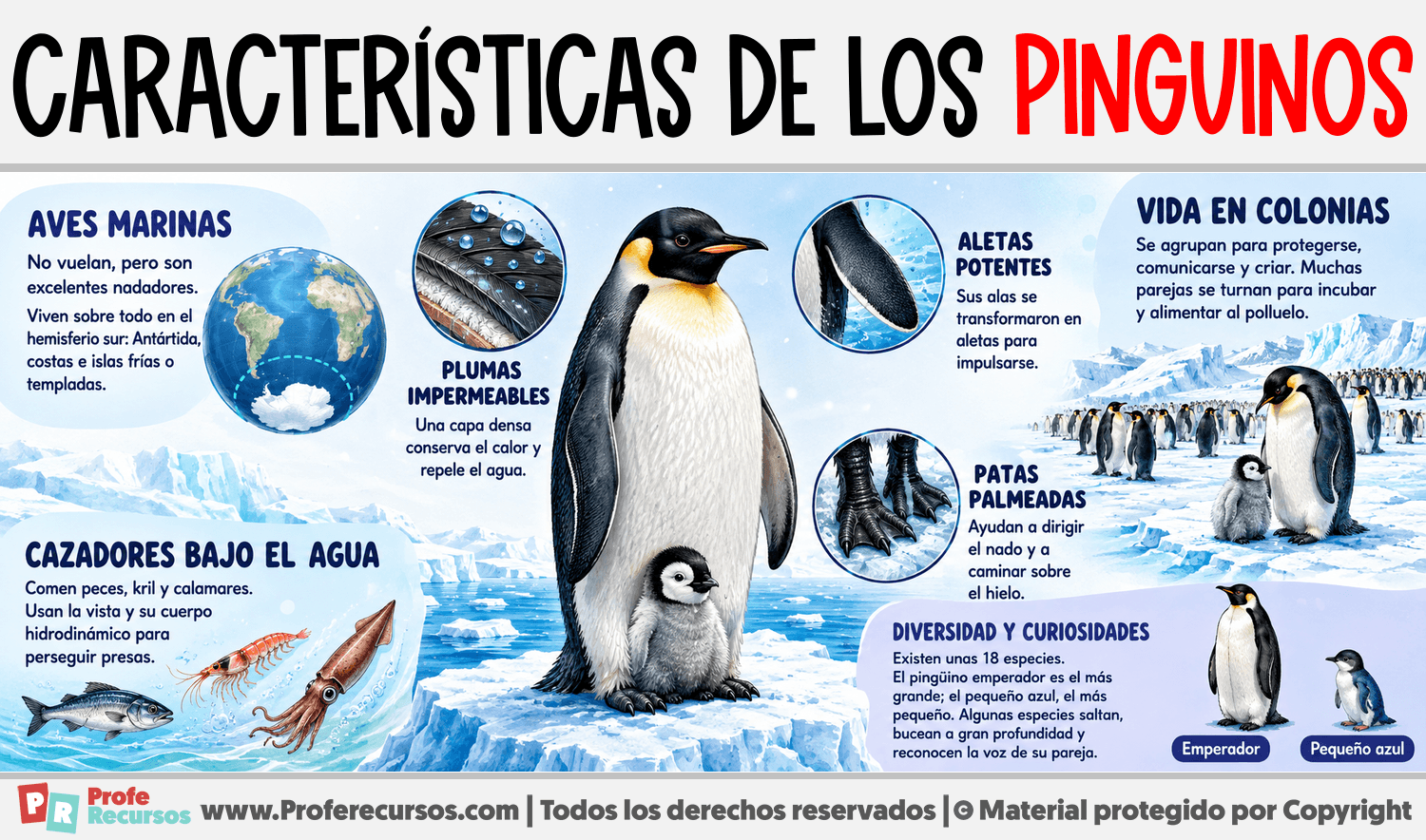 Características de los Pinguinos Infografia sobre Características de los Pinguinos
