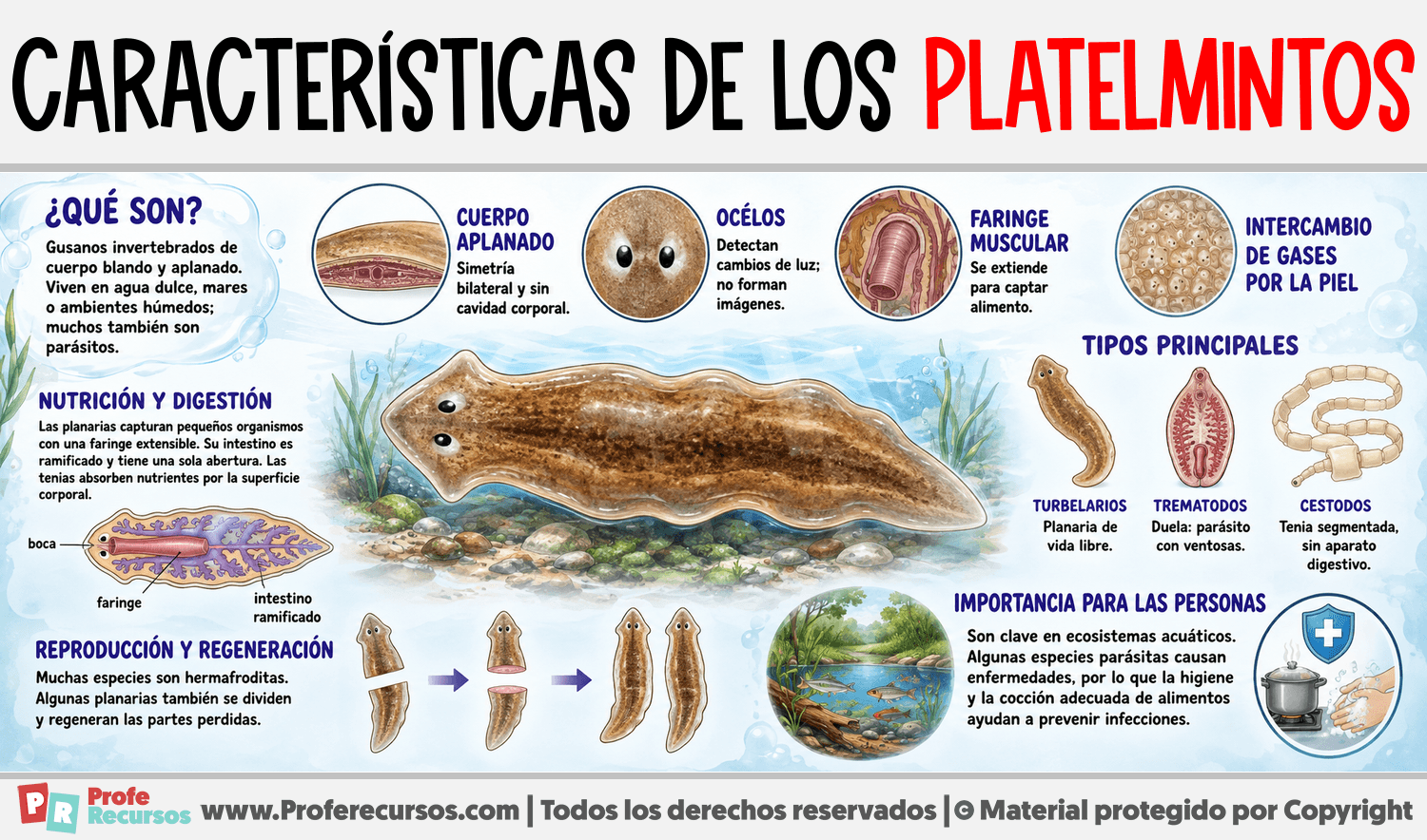 Características de los Platelmintos Infografia sobre Características de los Platelmintos