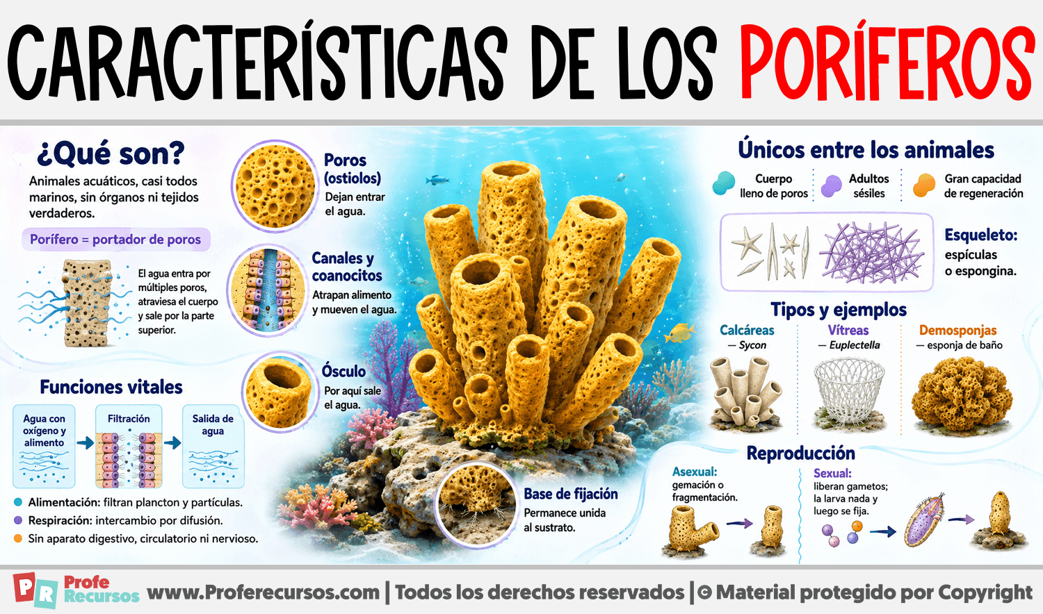 Características de los Poríferos Infografia sobre Características de los Poríferos