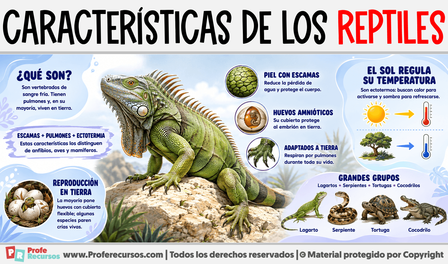 Características de los Reptiles Infografia sobre Características de los Reptiles
