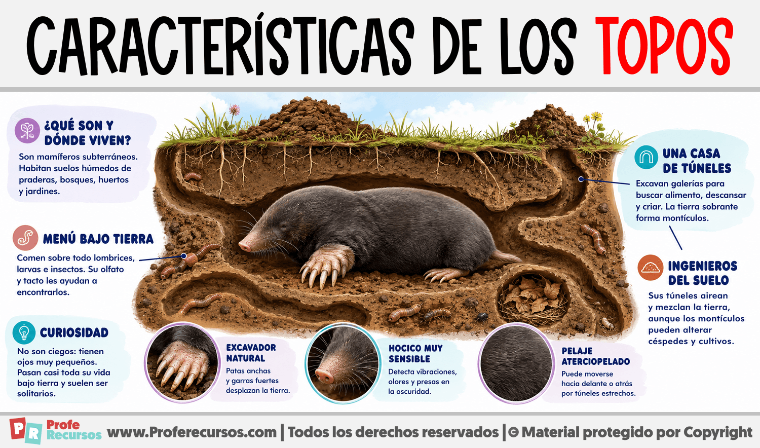 Características de los Topos Infografia sobre Características de los Topos