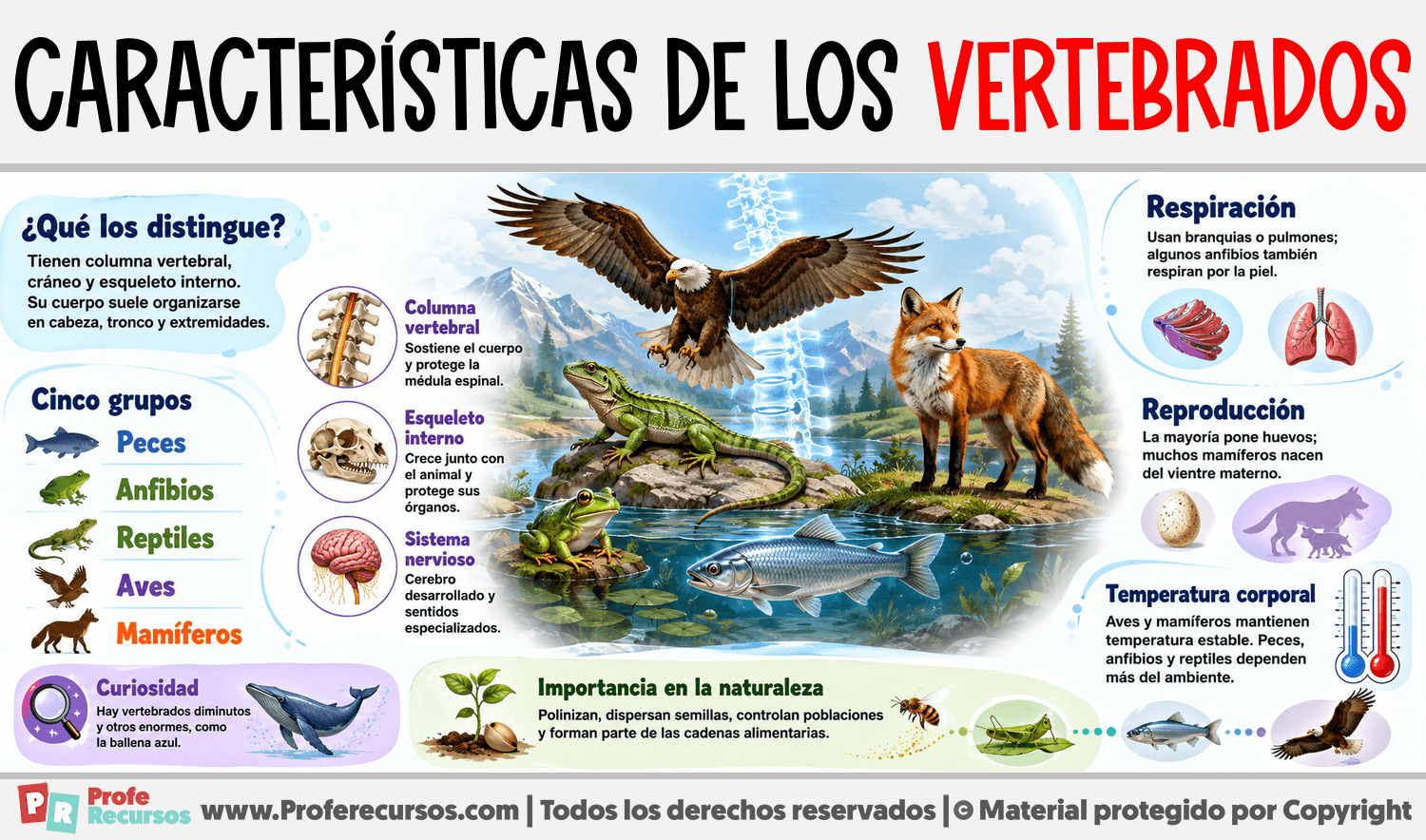 Características de los Vertebrados Infografia sobre Características de los Vertebrados