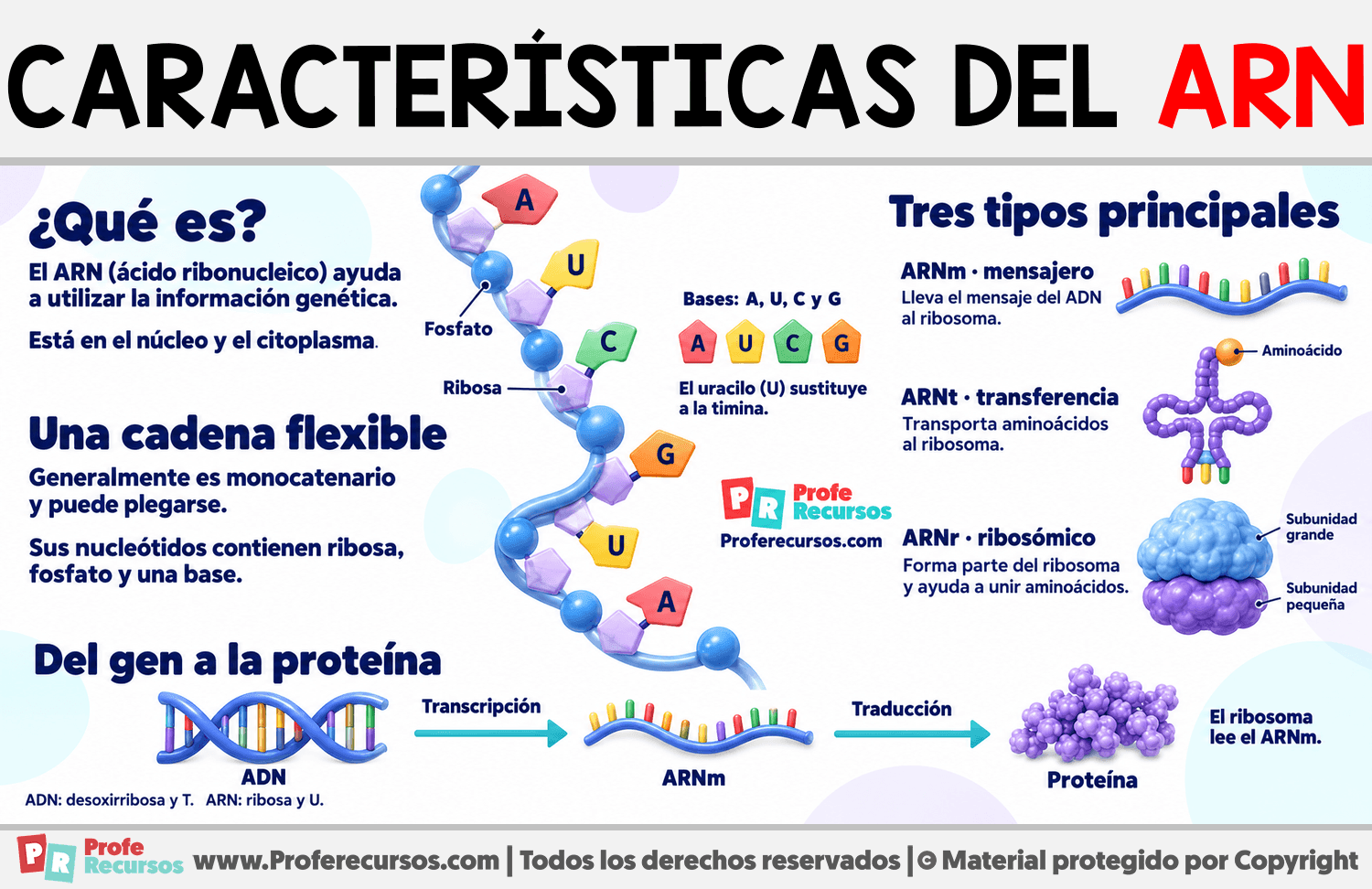 Características del ARN Infografia sobre Características del ARN