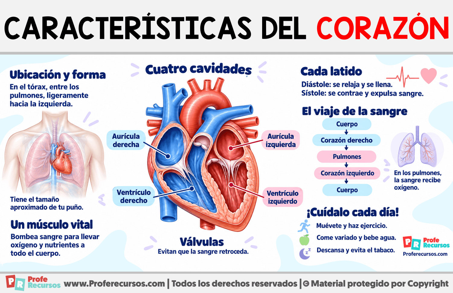 Características del Corazón Infografia sobre Características del Corazón