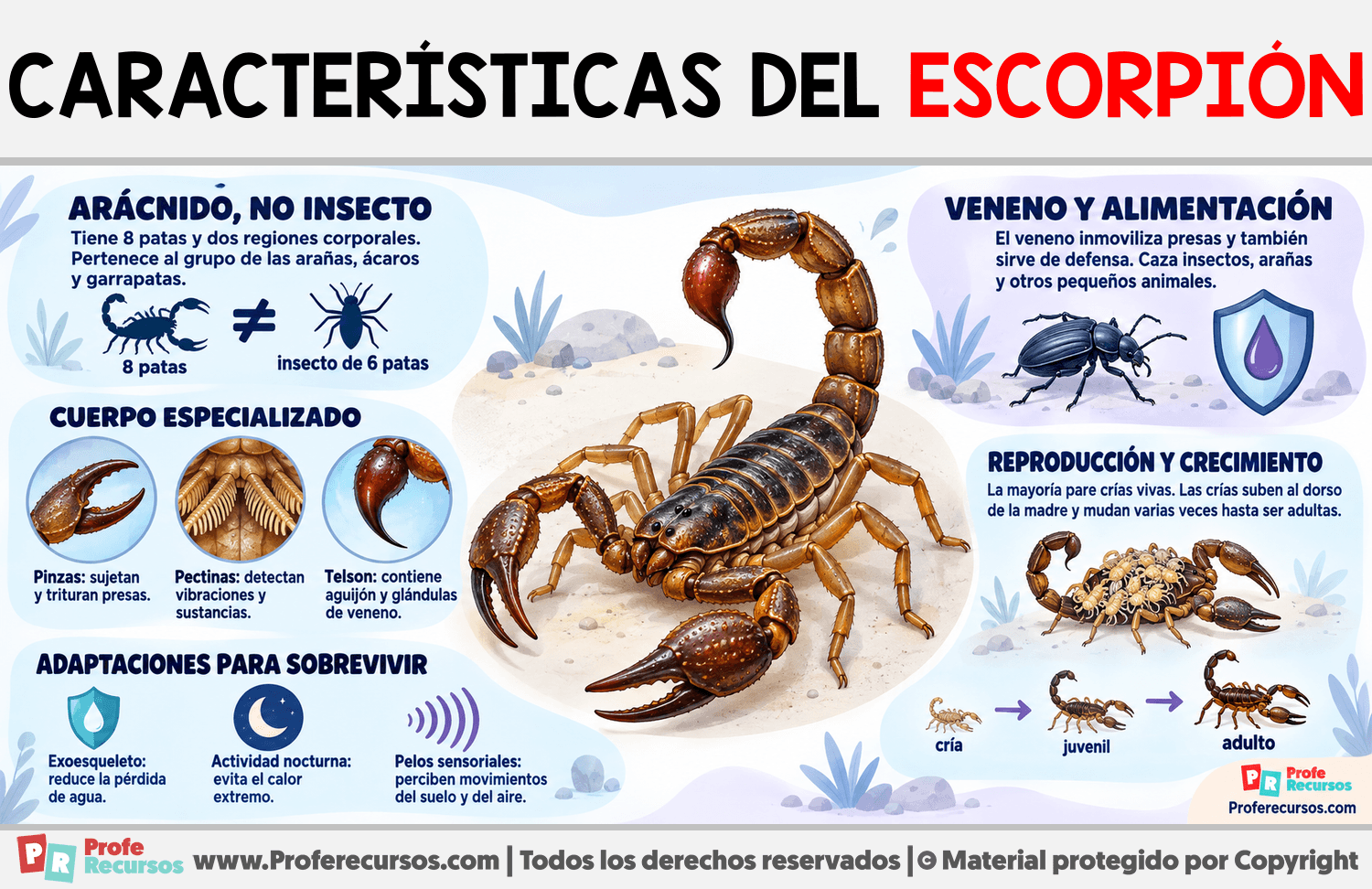 Características del Escorpión Infografia sobre Características del Escorpión