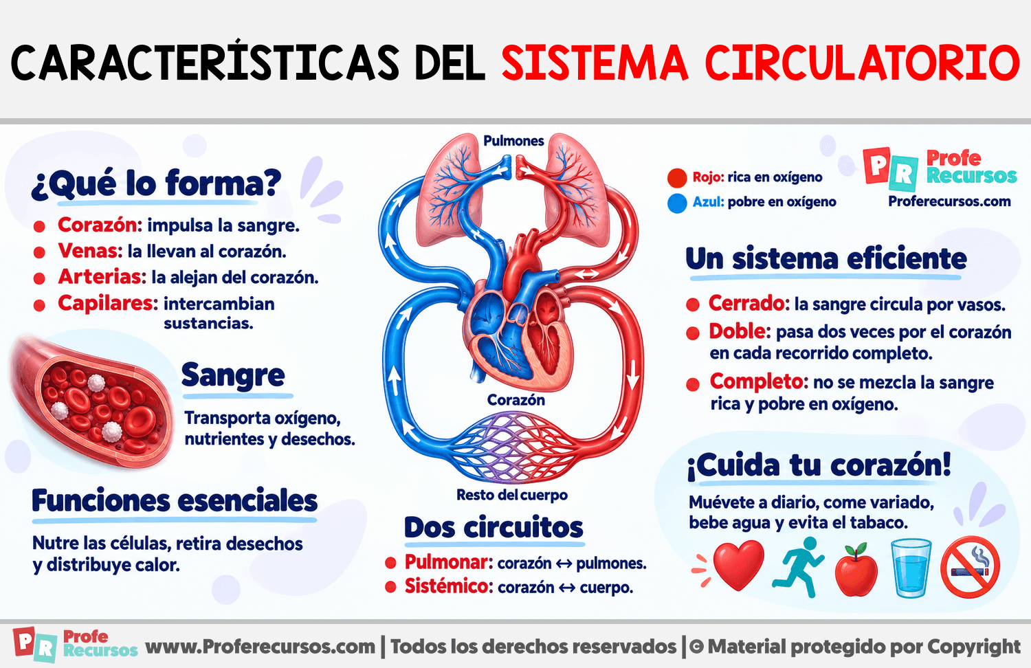Características del Sistema Circulatorio Infografia sobre Características del Sistema Circulatorio