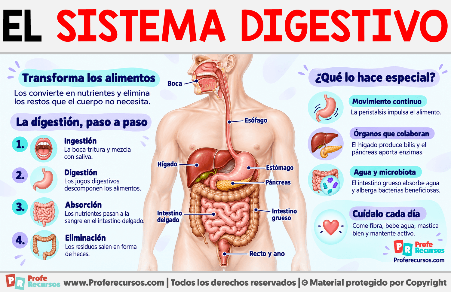 Características del Sistema Digestivo Infografia sobre Características del Sistema Digestivo