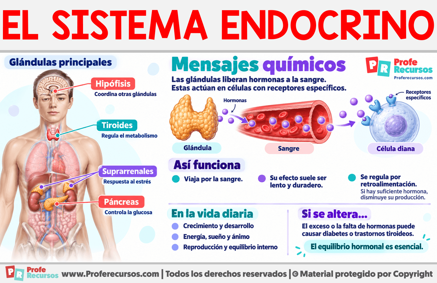 Características del Sistema Endocrino Infografia sobre Características del Sistema Endocrino