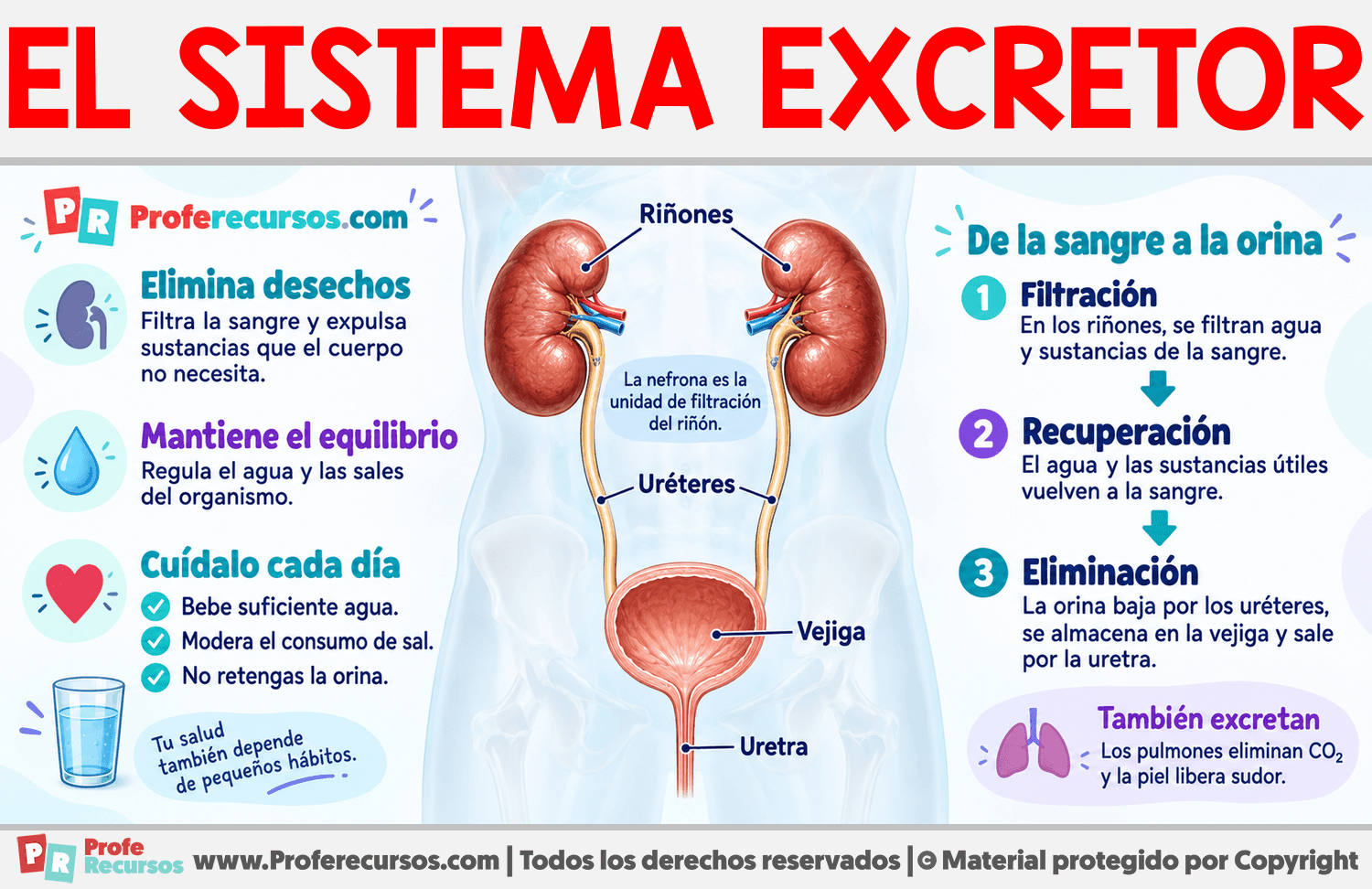 Características del Sistema Excretor Infografia sobre Características del Sistema Excretor