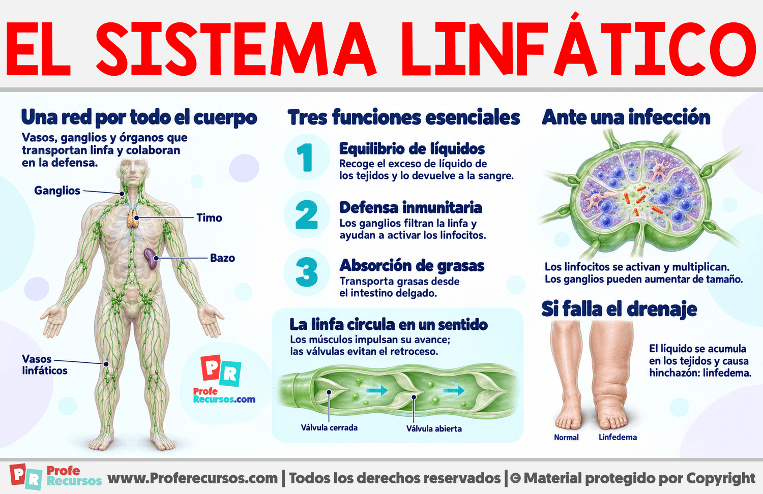 Características del Sistema Linfático Infografia sobre Características del Sistema Linfático