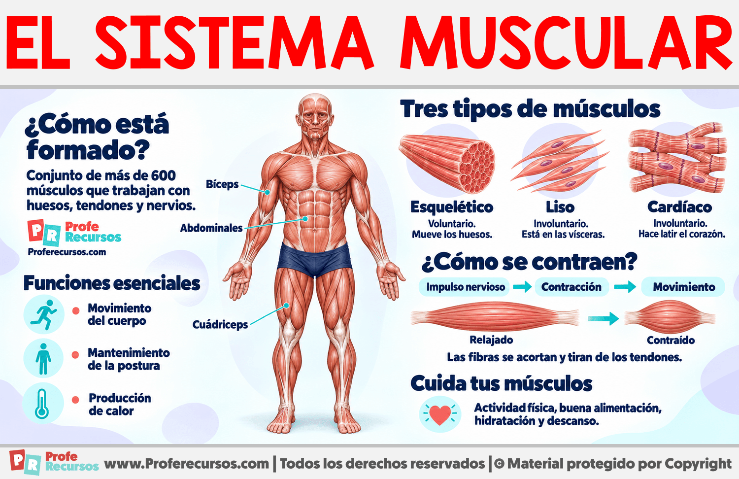 Características del Sistema Muscular Infografia sobre Características del Sistema Muscular