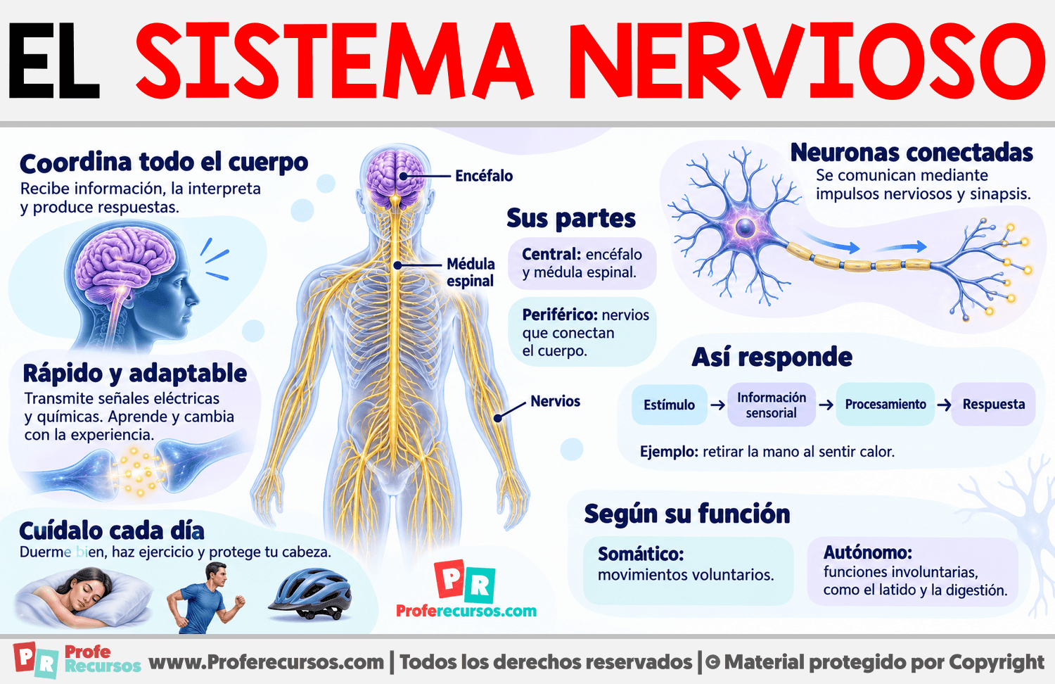 Características del Sistema Nervioso Infografia sobre Características del Sistema Nervioso