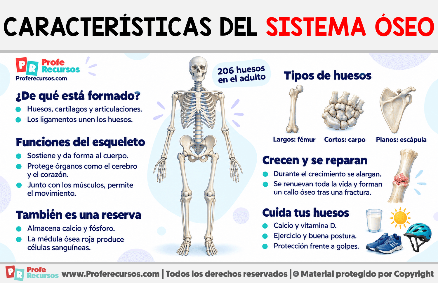 Características del Sistema Óseo Infografia sobre Características del Sistema Óseo