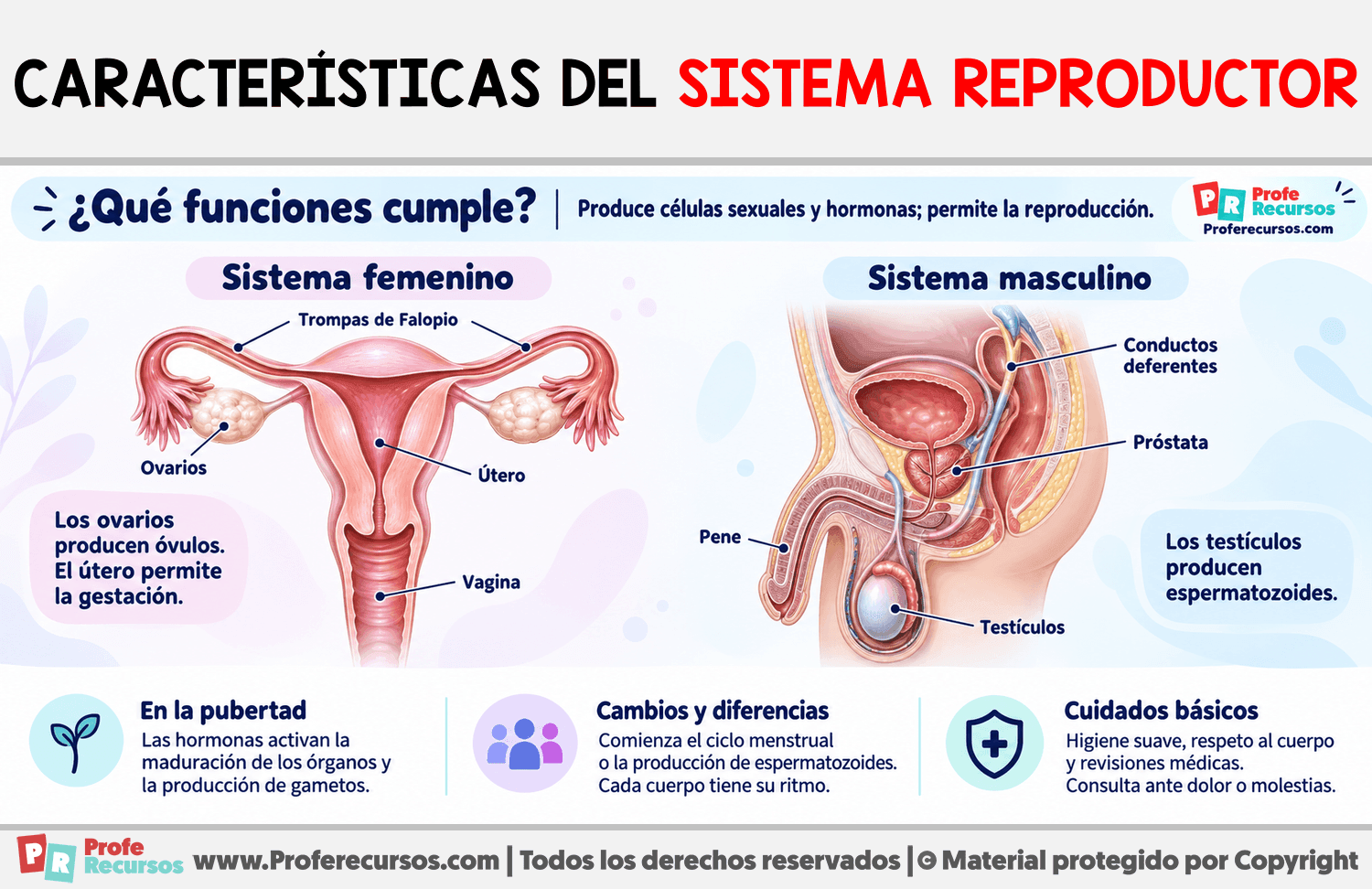 Características del Sistema Reproductor Infografia sobre Características del Sistema Reproductor
