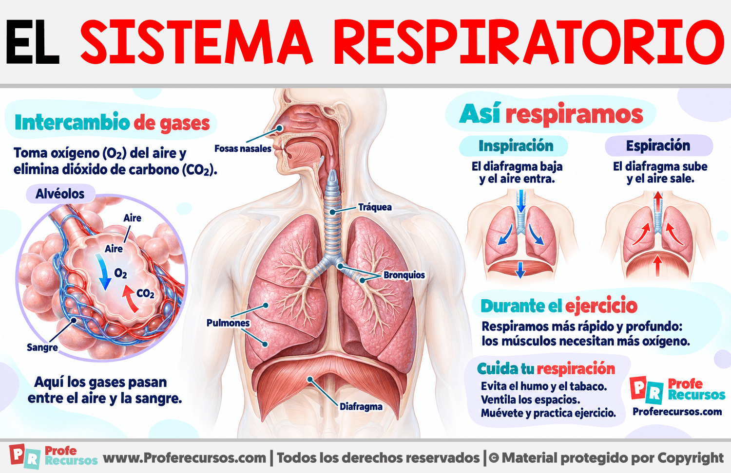 Características del Sistema Respiratorio Infografia sobre Características del Sistema Respiratorio