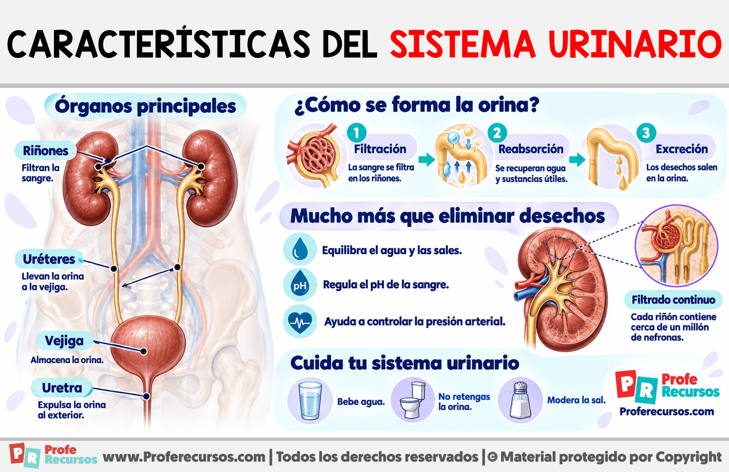 Características del Sistema Urinario Infografia sobre Características del Sistema Urinario