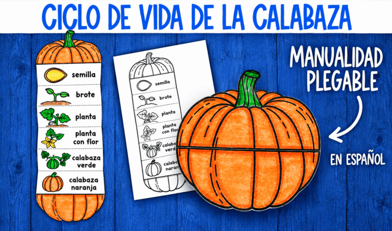 Ciclo de vida de la calabaza | Manualidad para Niños