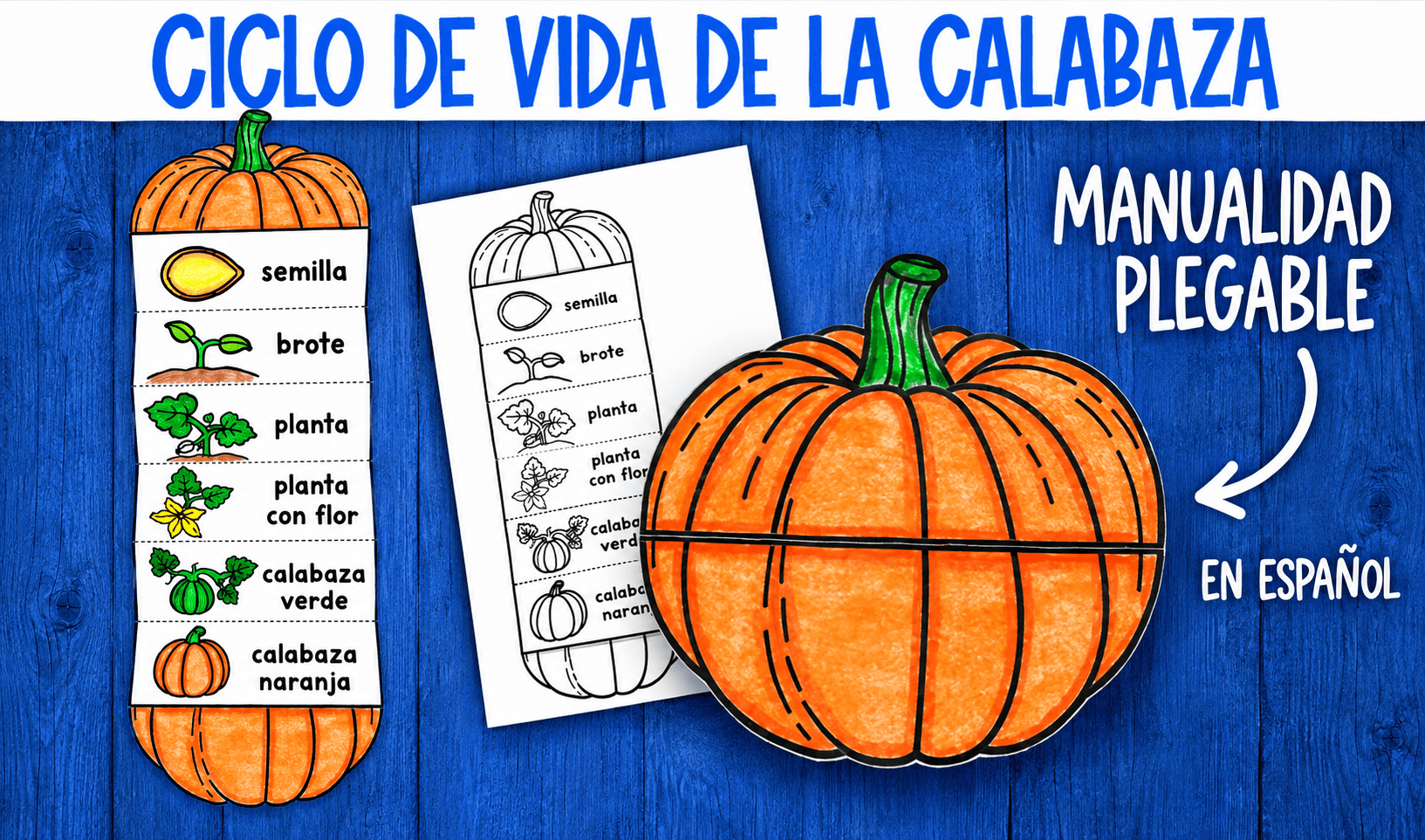 Ciclo de vida de la calabaza | Manualidad para Niños Actividades de vuelta al cole en espanol - Ciclo de vida de la calabaza | Manualidad para Niños