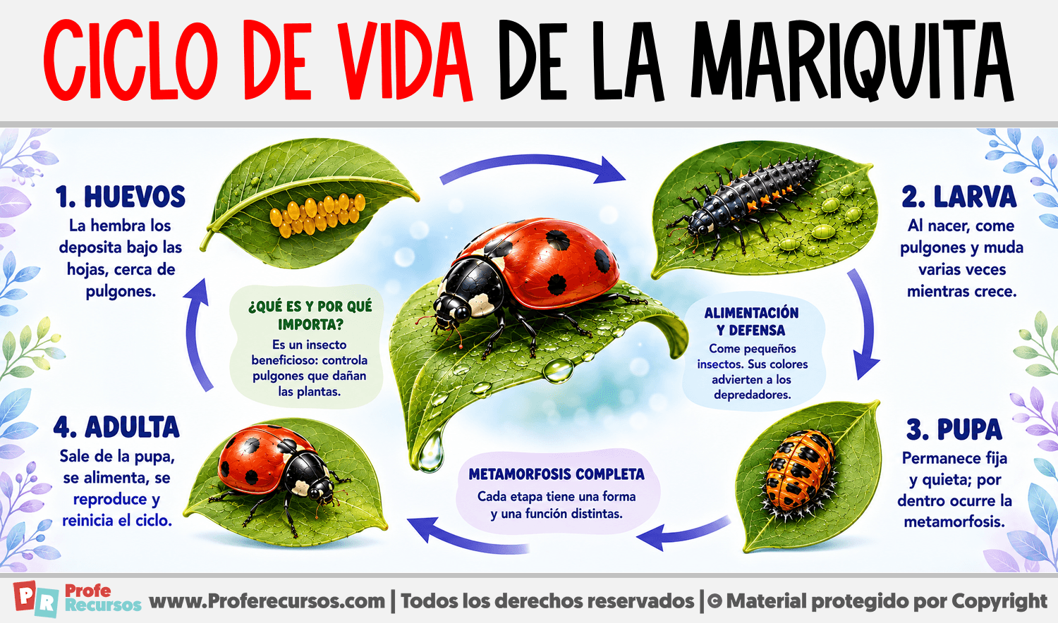 Ciclo de vida de la Mariquita Infografia sobre Ciclo de vida de la Mariquita