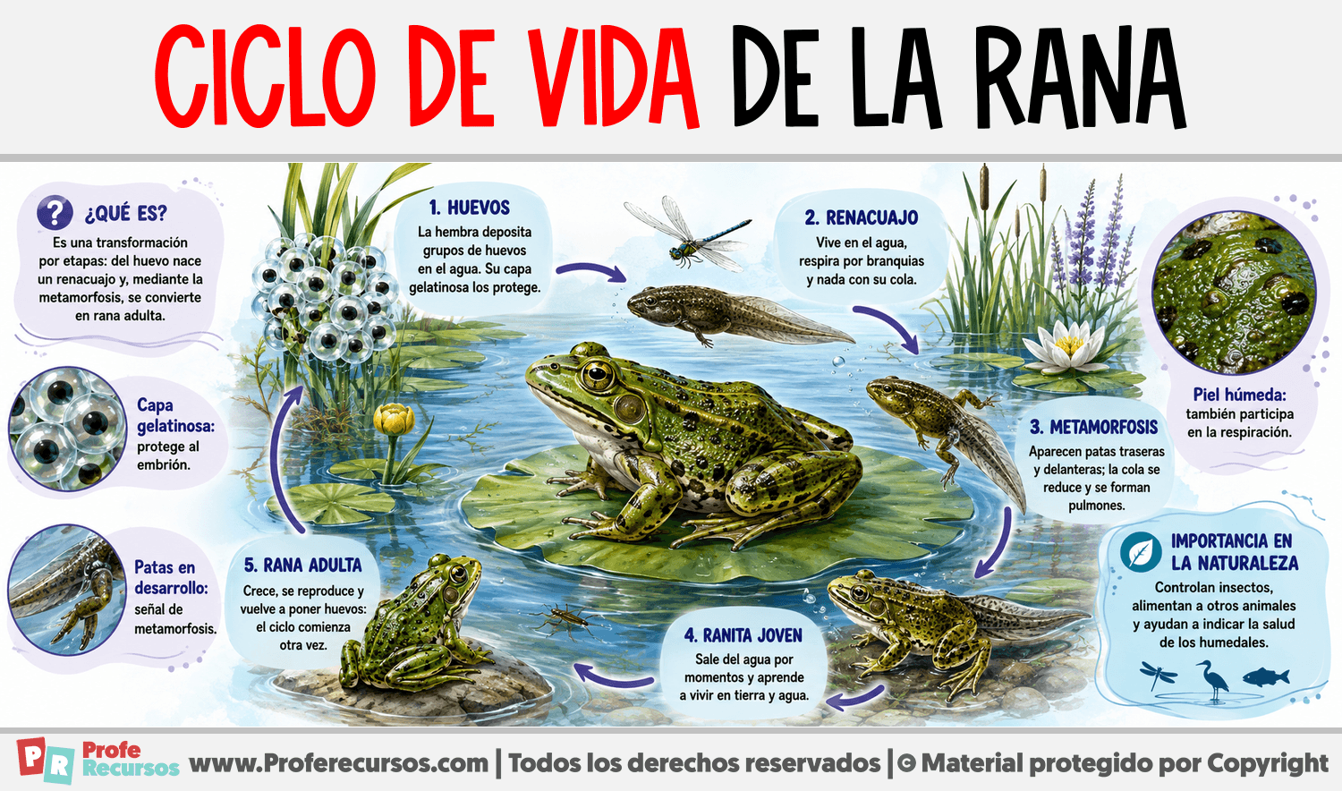 Infografia sobre Ciclo de vida de la Rana