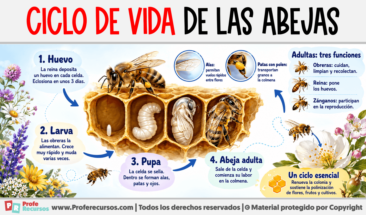 Infografia sobre Ciclo de vida de las Abejas