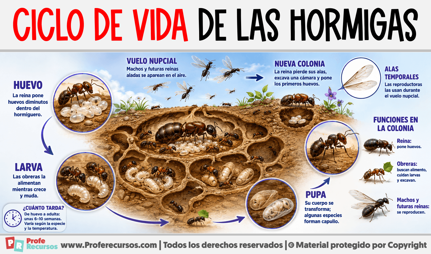 Infografia sobre Ciclo de vida de las Hormigas