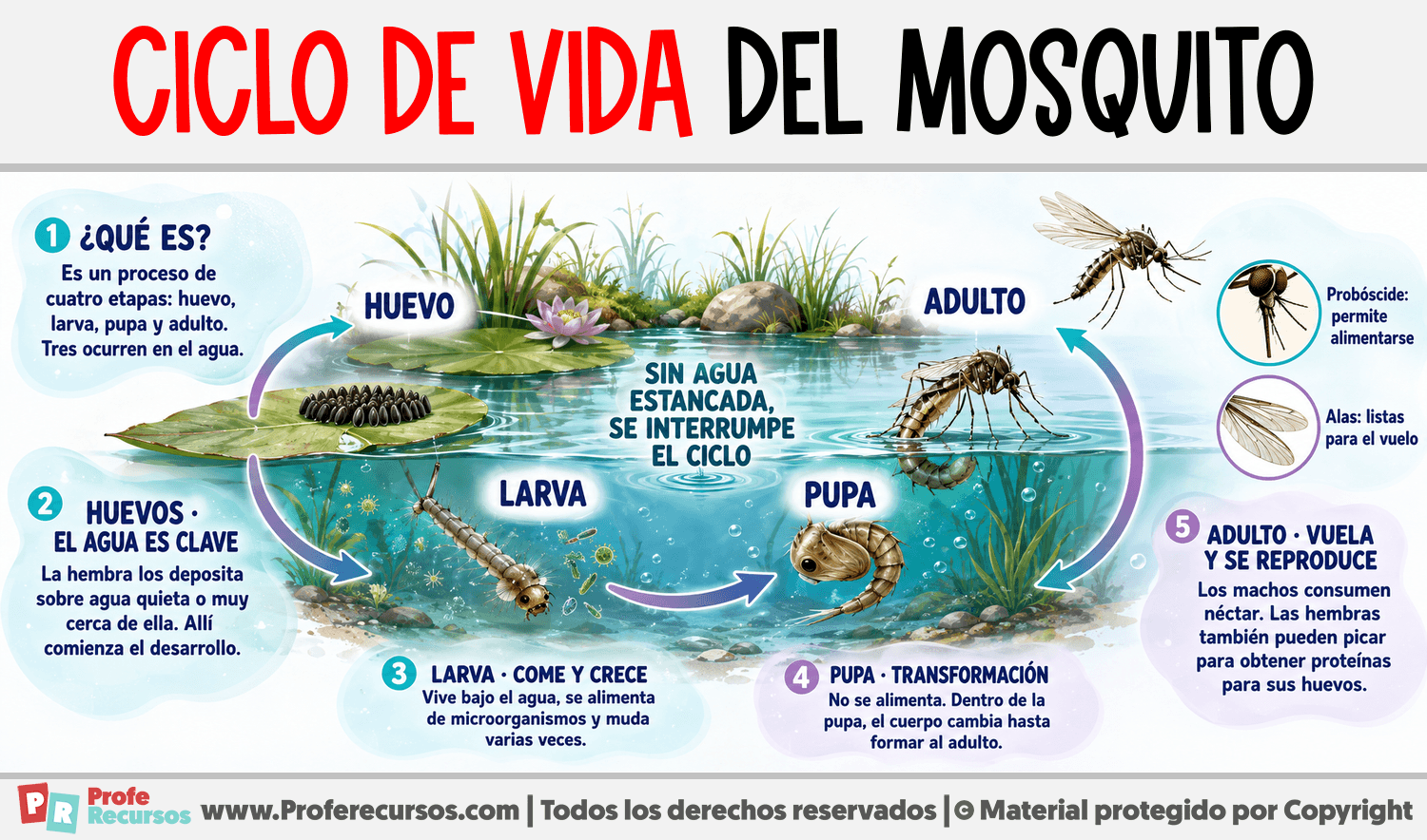 Infografia sobre Ciclo de vida del Mosquito