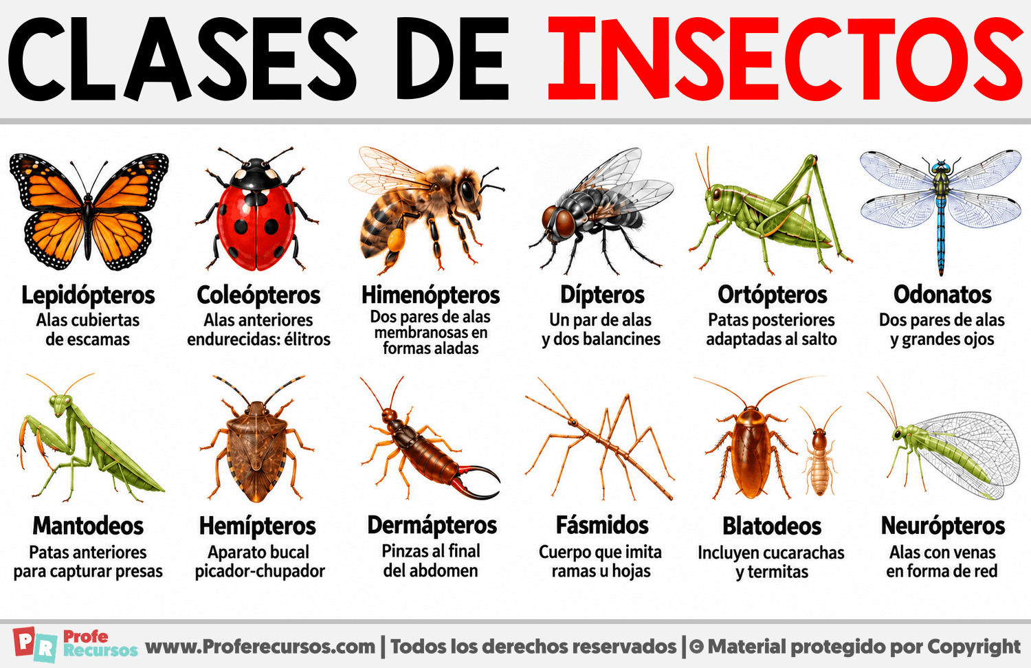 Clases de Insectos Infografia sobre Clases de Insectos