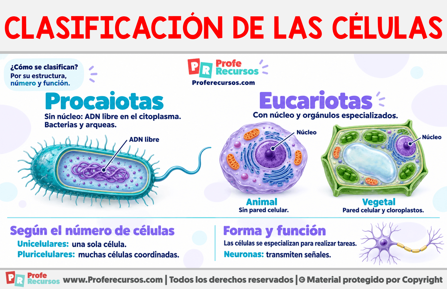Clasificación de las células Infografia sobre Clasificación de las células