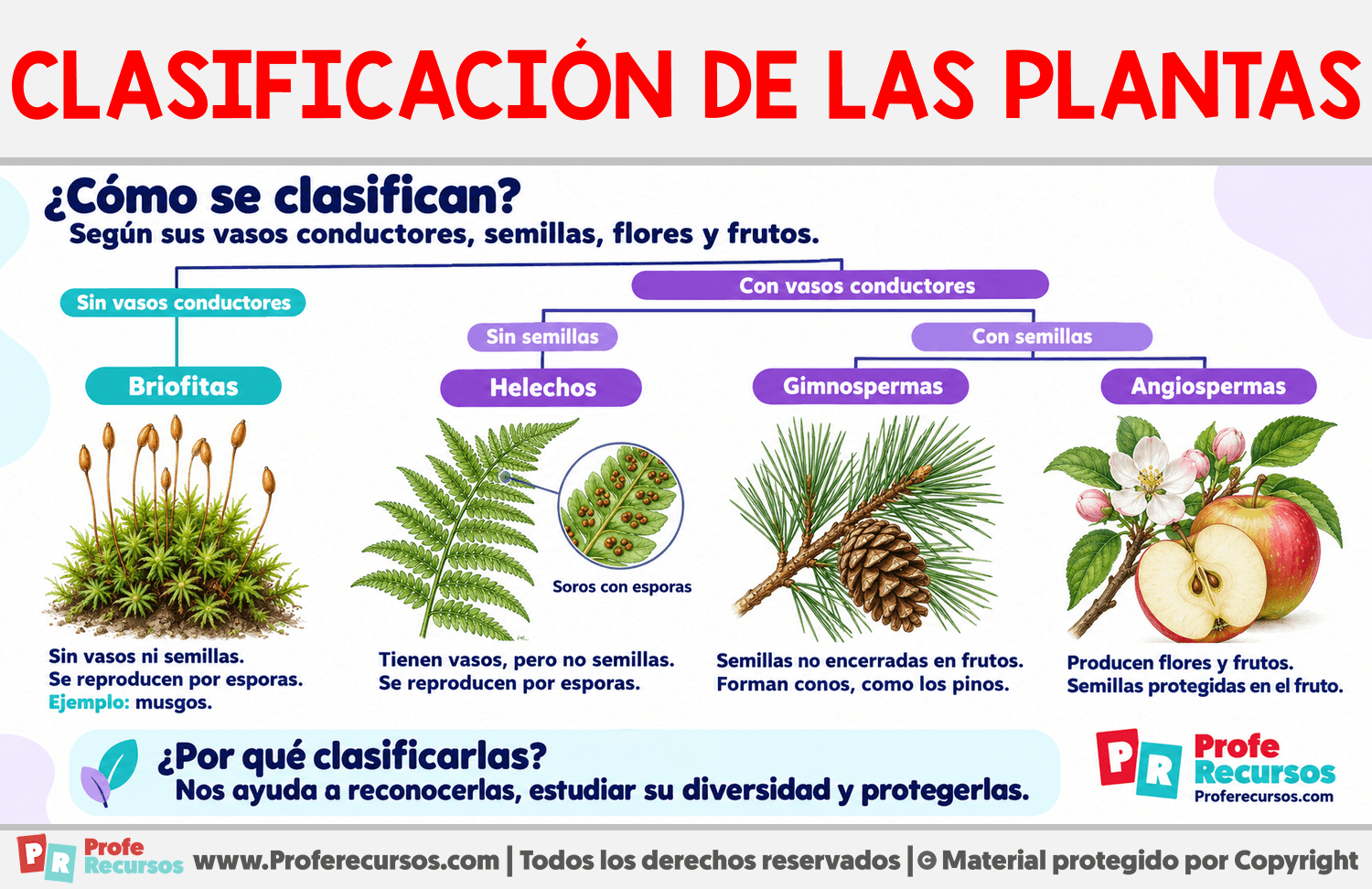 Clasificación de las plantas Infografia sobre Clasificación de las plantas