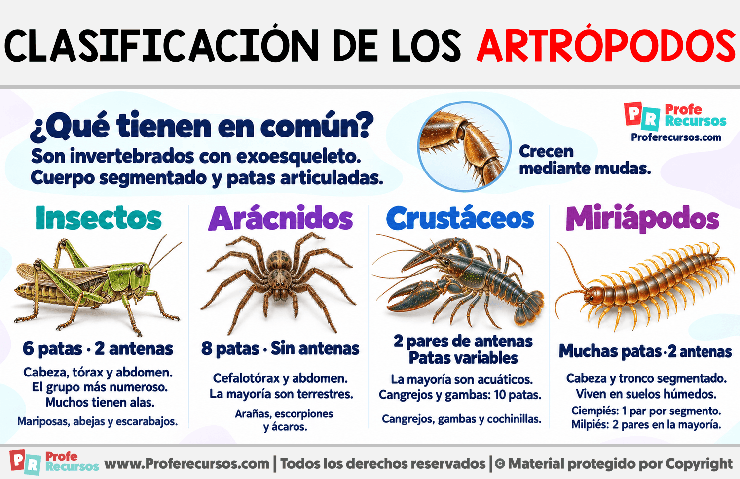 Clasificación de los artrópodos Infografia sobre Clasificación de los artrópodos