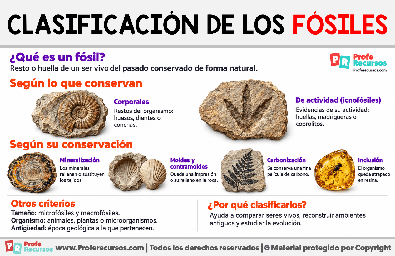 Clasificación de los fósiles Infografia sobre Clasificación de los fósiles
