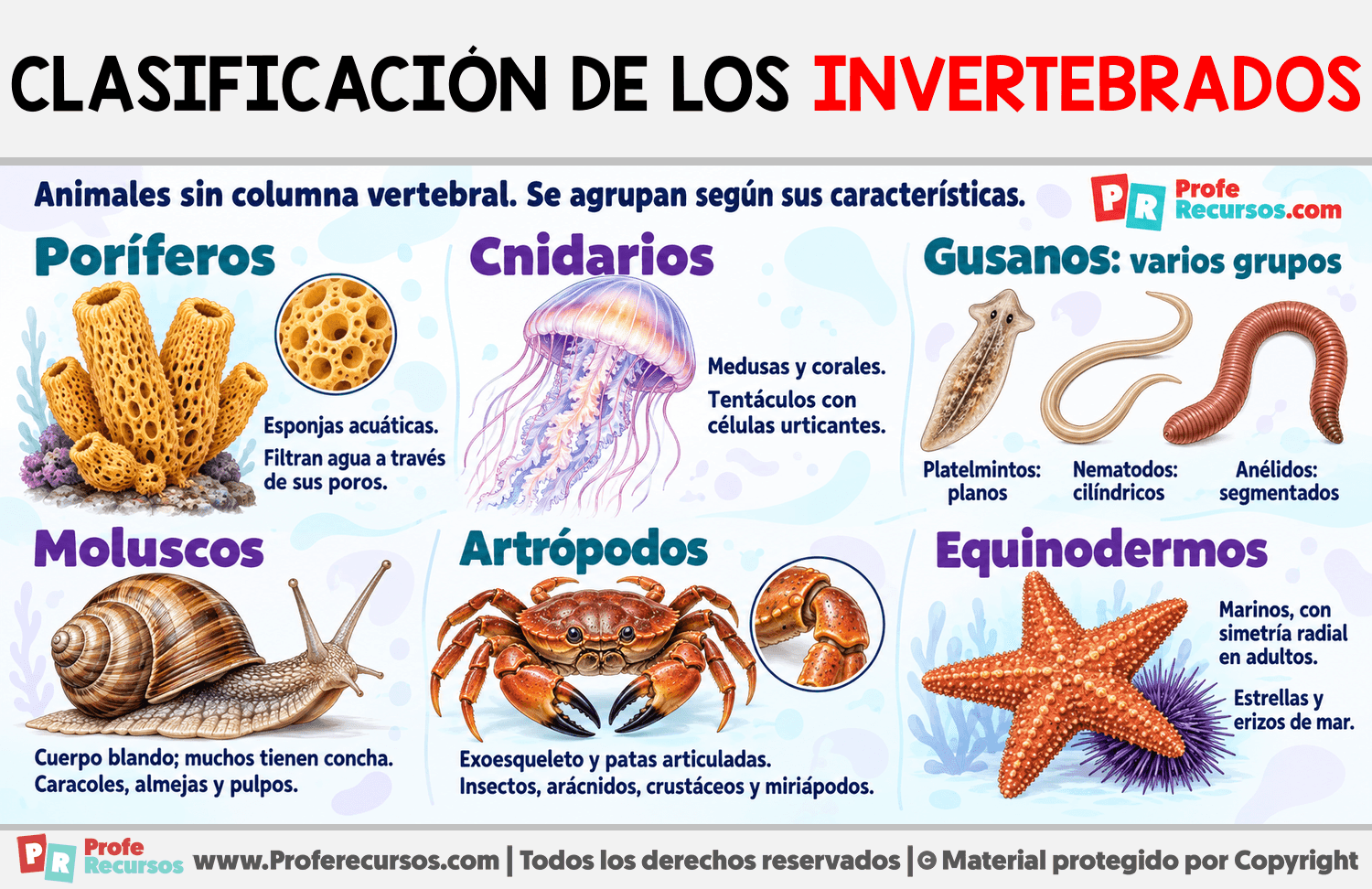 Clasificación de los Invertebrados Infografia sobre Clasificación de los Invertebrados