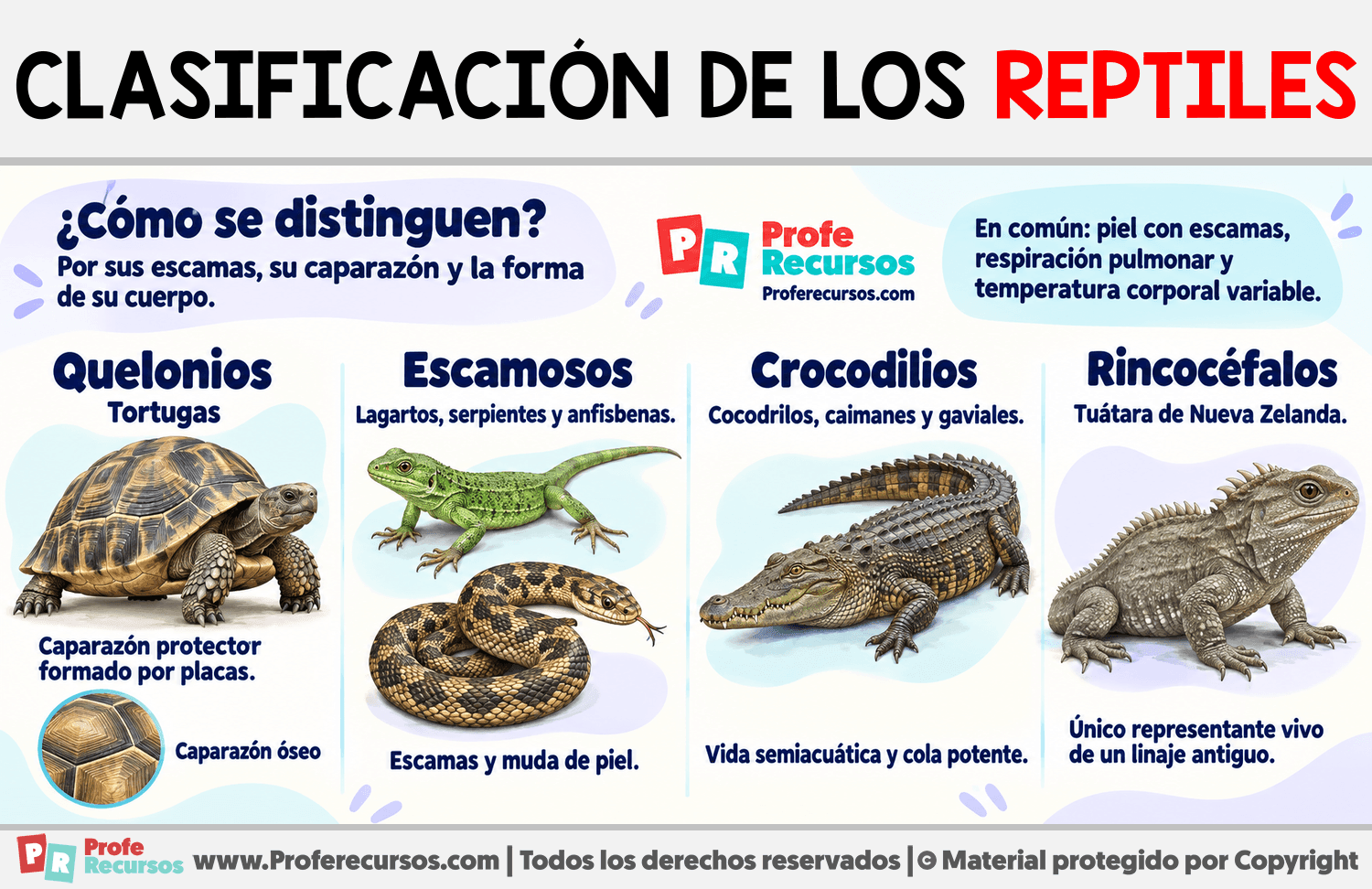 Clasificación de los reptiles Infografia sobre Clasificación de los reptiles