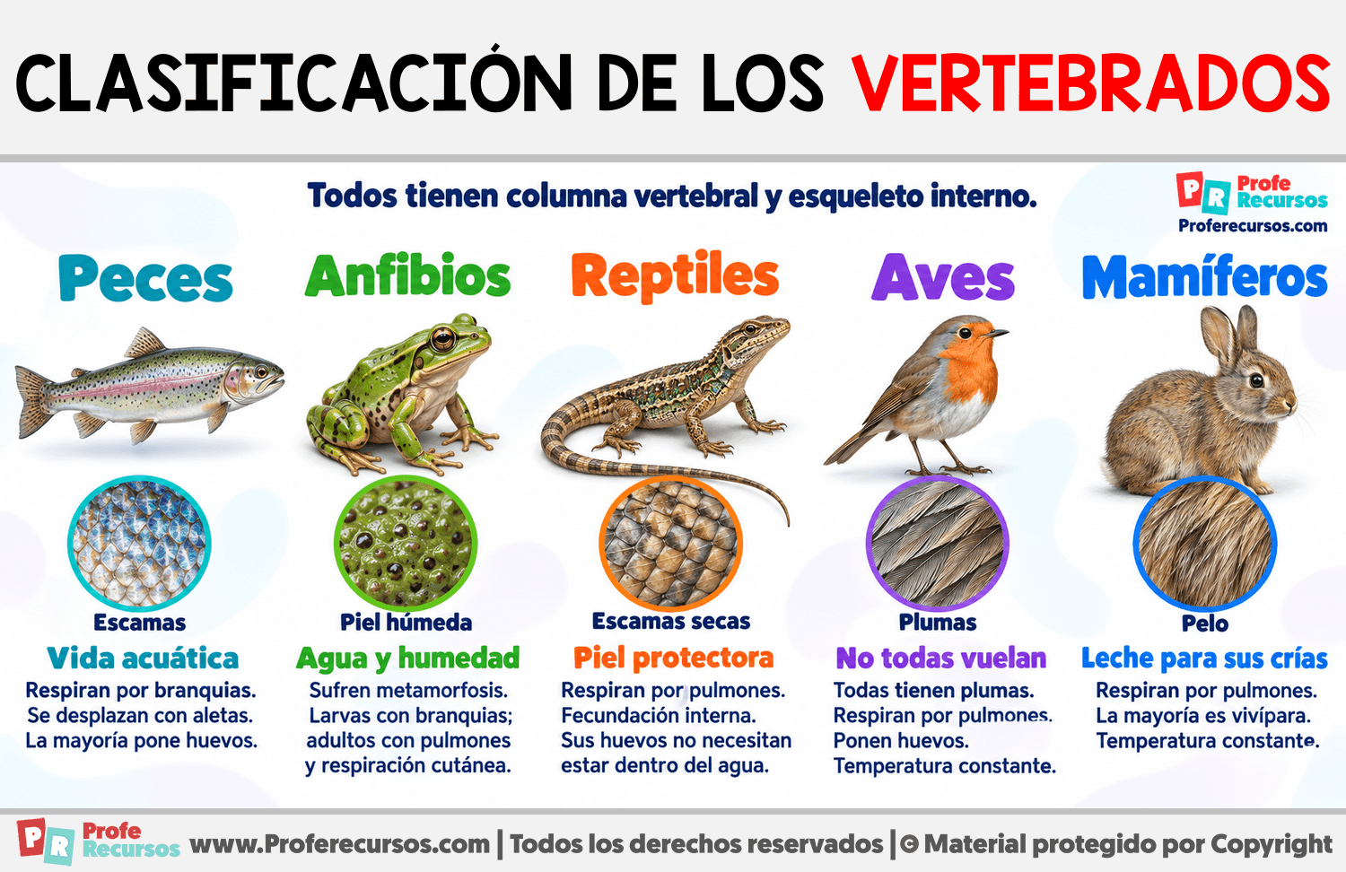 Clasificación de los Vertebrados Infografia sobre Clasificación de los Vertebrados