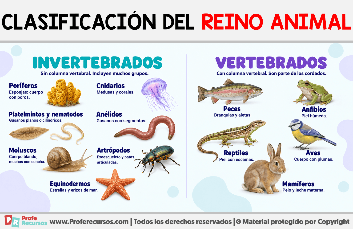 Clasificación del reino animal Infografia sobre Clasificación del reino animal