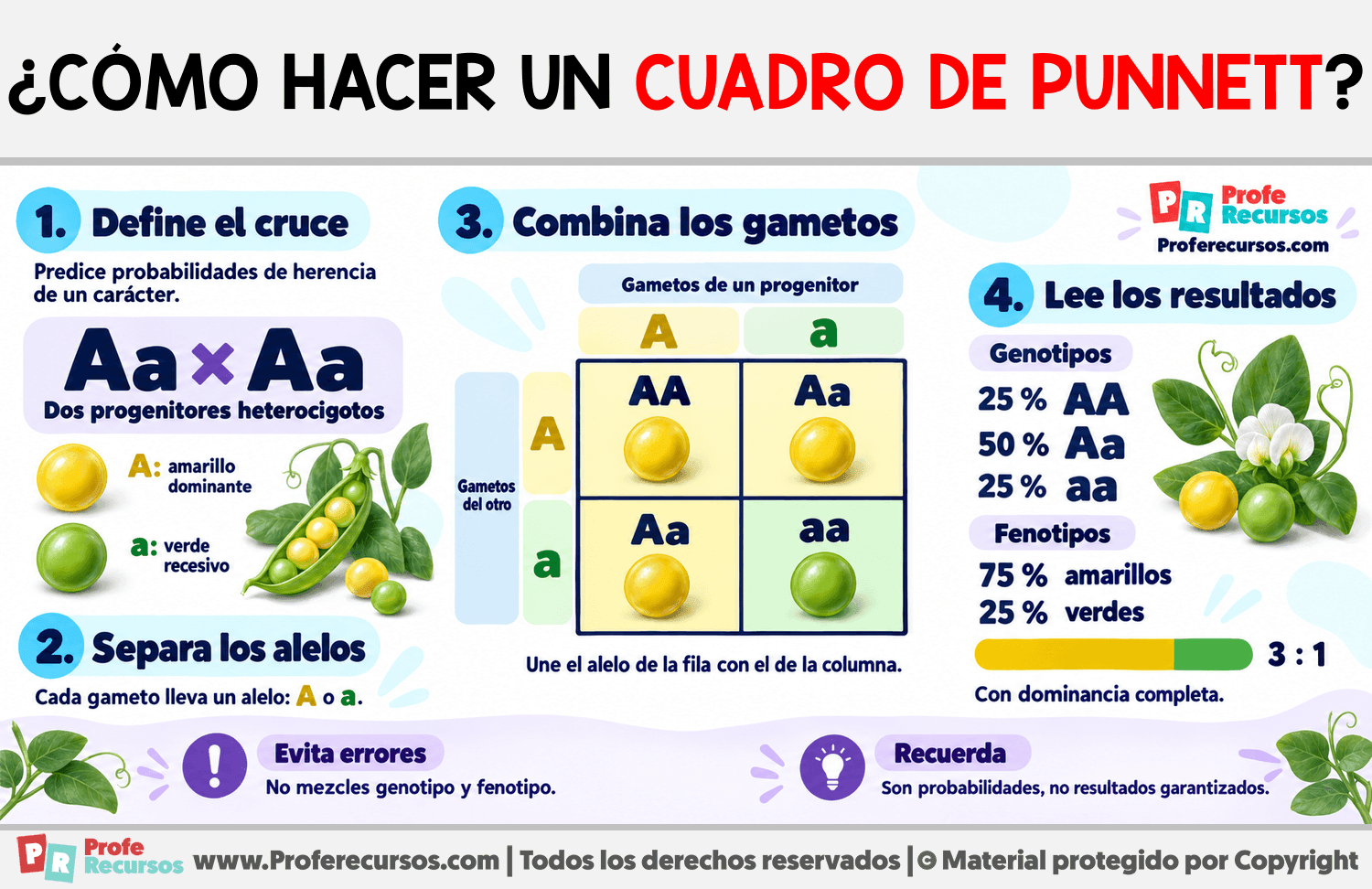 ¿Cómo hacer un cuadro de Punnett? Infografia sobre ¿Cómo hacer un cuadro de Punnett?
