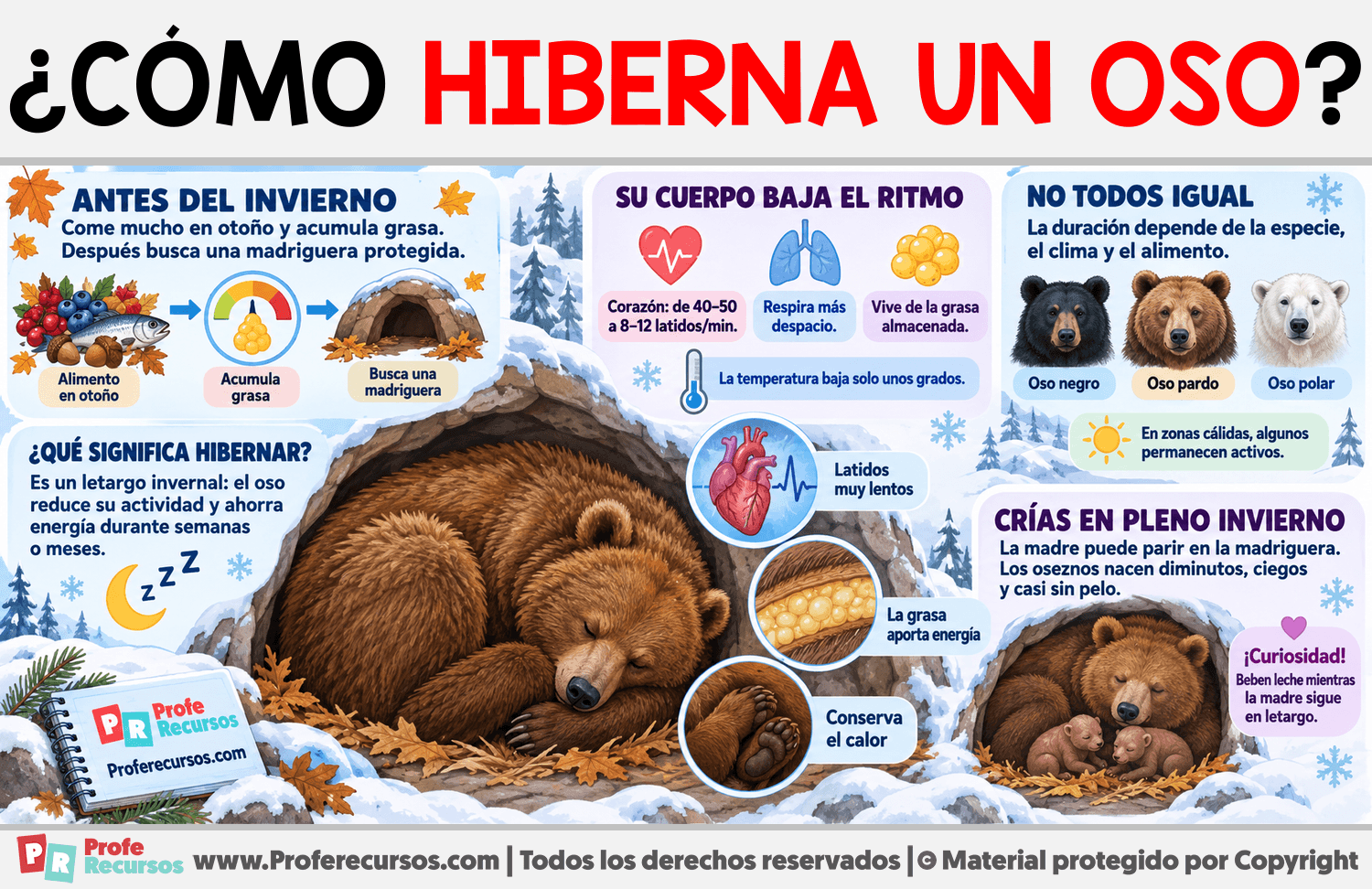 ¿Cómo hiberna un Oso? Infografia sobre ¿Cómo hiberna un Oso?