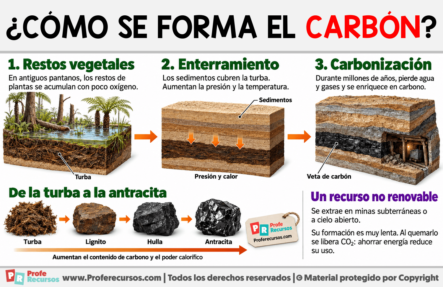 ¿Cómo se forma el carbón? Infografia sobre ¿Cómo se forma el carbón?