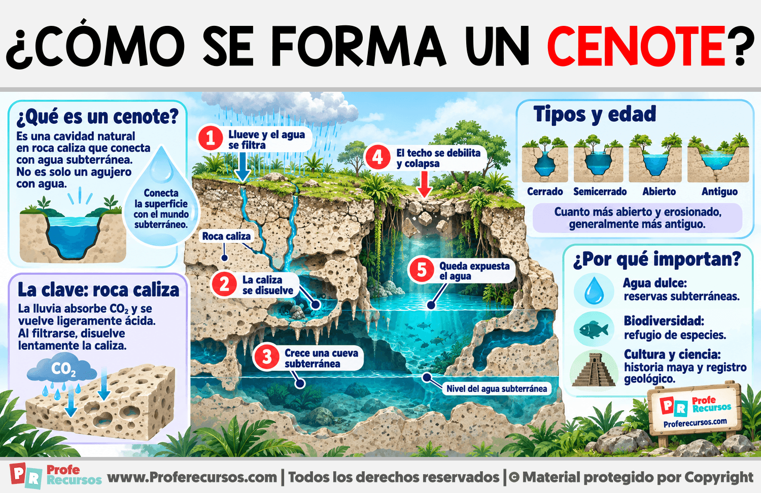 ¿Cómo se forma un Cenote? Infografia sobre ¿Cómo se forma un Cenote?