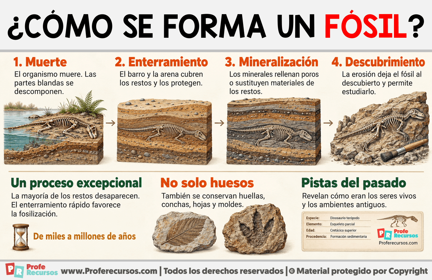 ¿Cómo se forma un Fósil? Infografia sobre ¿Cómo se forma un Fósil?