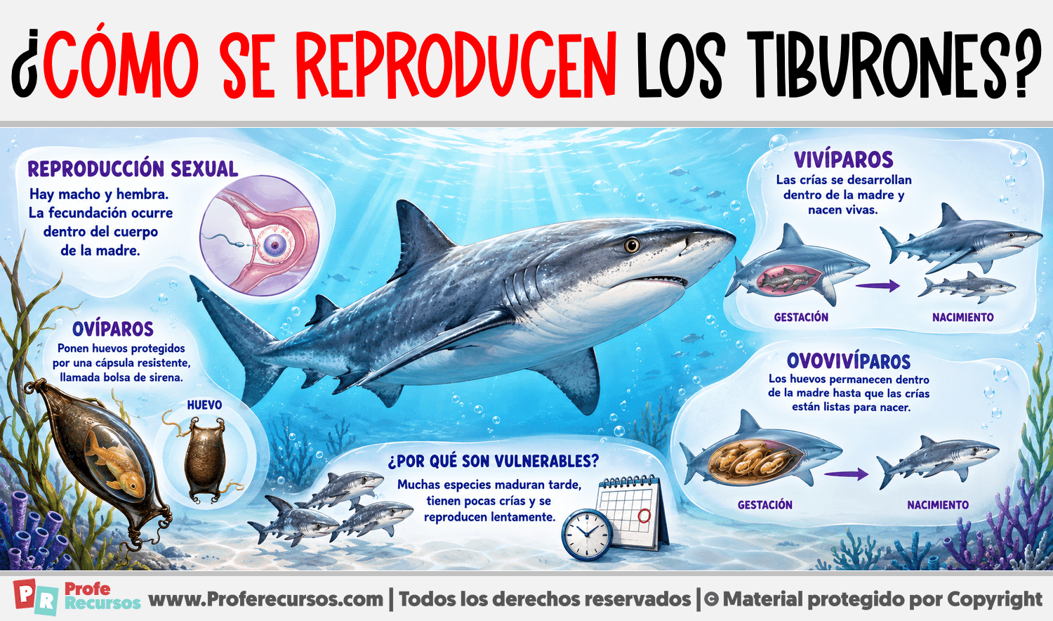 Infografia sobre ¿Cómo se reproducen los Tiburones?