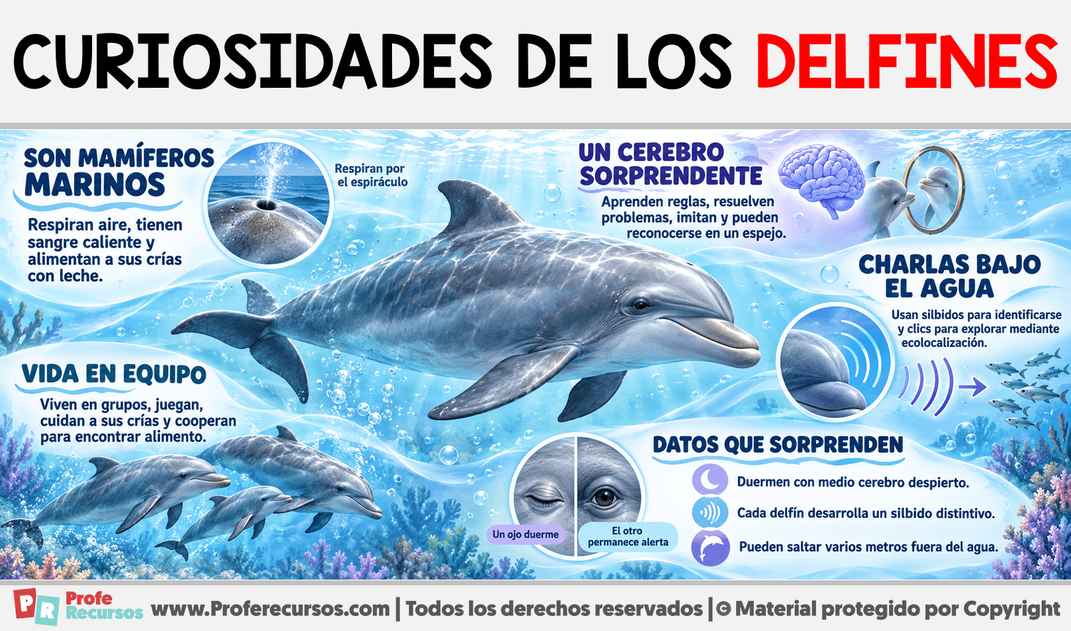 Curiosidades de los Delfines Infografia sobre Curiosidades de los Delfines
