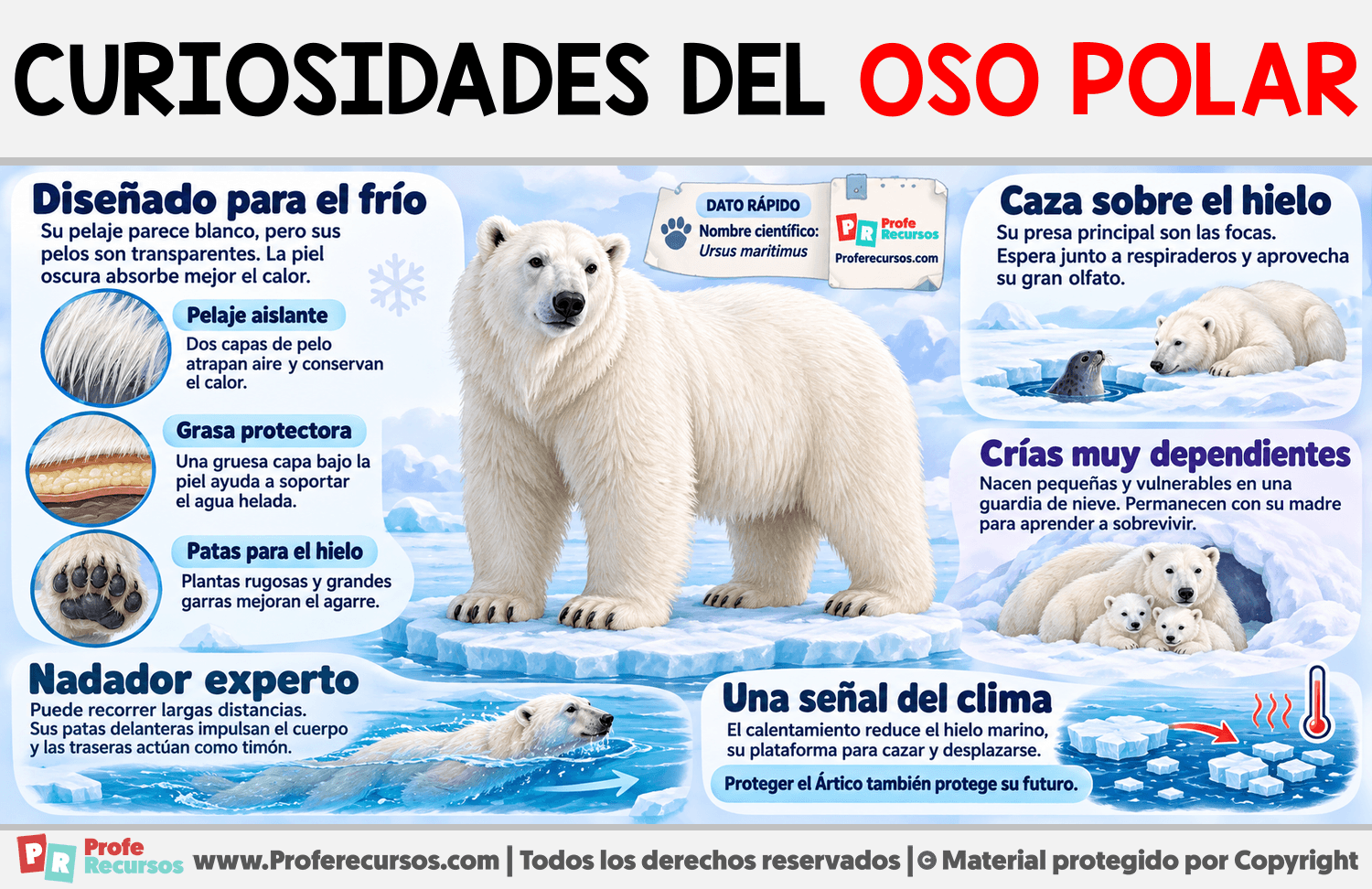 Curiosidades del Oso Polar Infografia sobre Curiosidades del Oso Polar