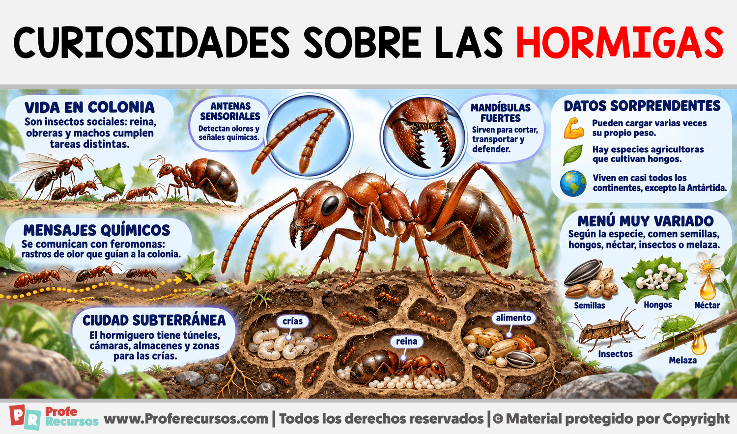 Curiosidades sobre las Hormigas Infografia sobre Curiosidades sobre las Hormigas