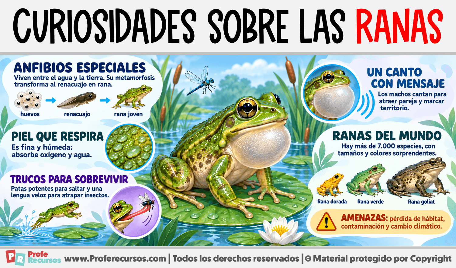 Curiosidades sobre las Ranas Infografia sobre Curiosidades sobre las Ranas