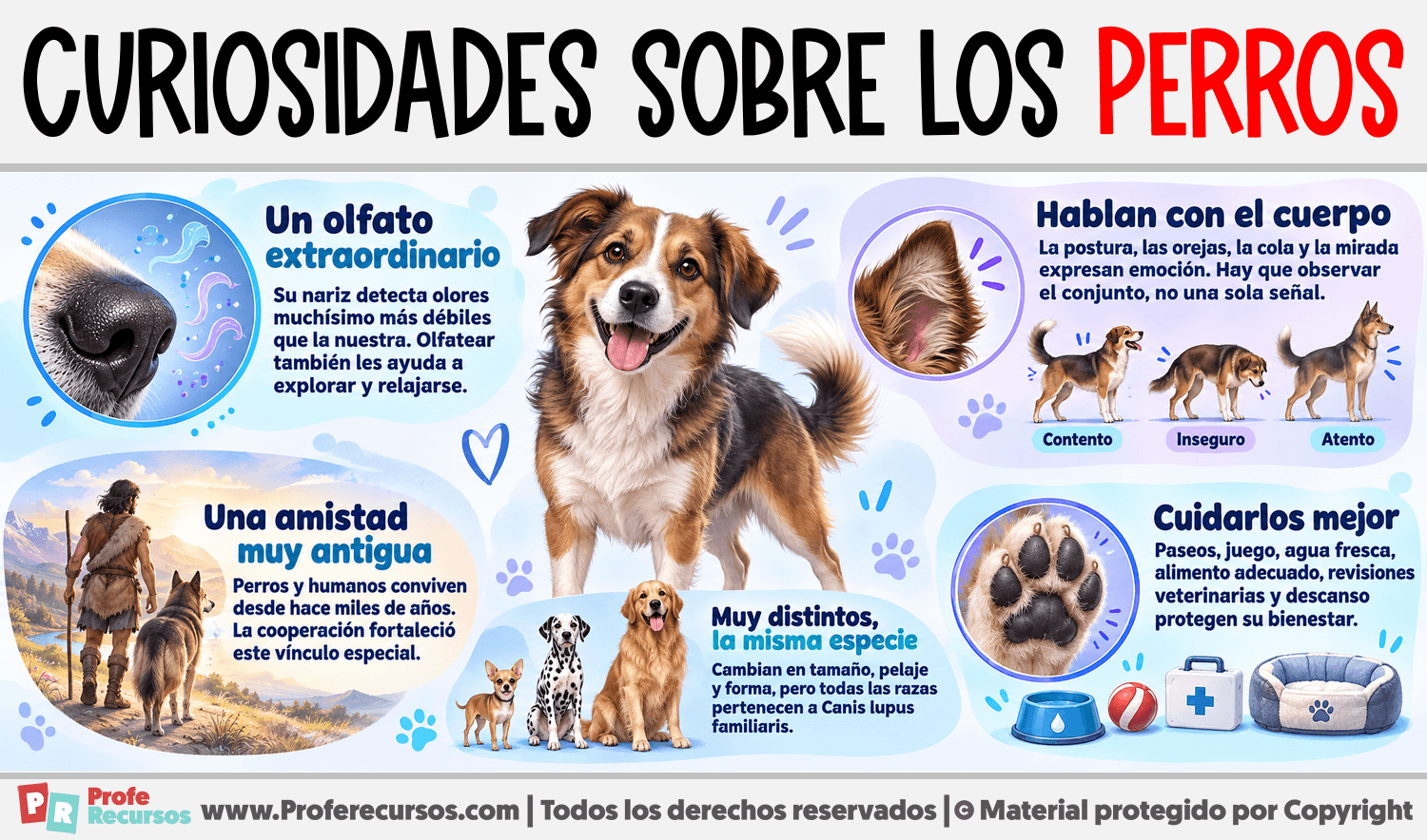 Curiosidades sobre los Perros Infografia sobre Curiosidades sobre los Perros