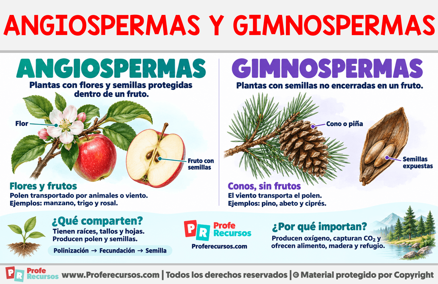 Diferencias entre angiospermas y gimnospermas Infografia sobre Diferencias entre angiospermas y gimnospermas